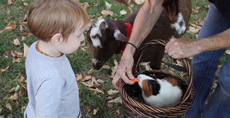 8 Best Farm Animals For Pets Friendly Farm Animals For Kids