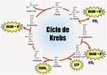 LA BIOQUIMICA: CICLO KELVIN