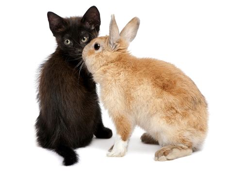 Bunny Kiss Rabbit Orange Iepure Ginger Black Cat Kiss Animal