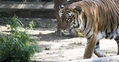 Bengal Tiger Close Up Stock Photo Image Of Light Blue 51880110