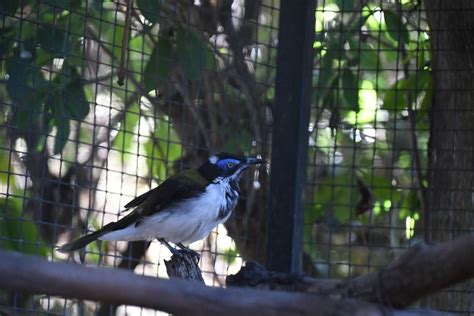 Blue Faced Honeyeater Zoochat