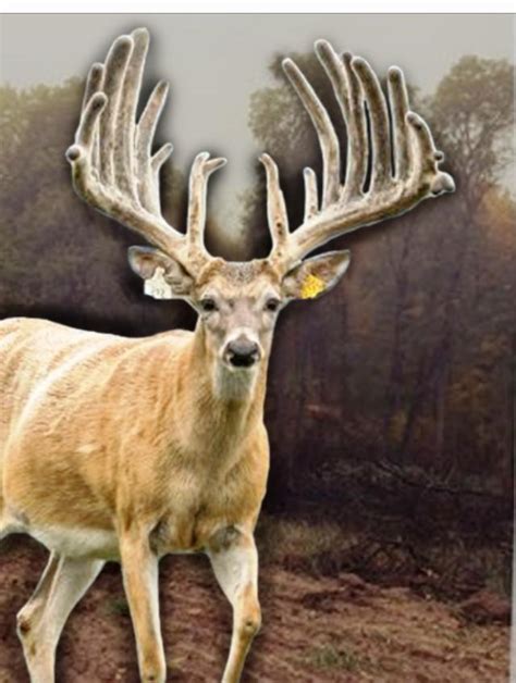 Whitetail Deer Breeders In Louisiana Doe Genetics Deer Ridge Whitetails