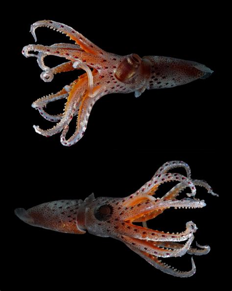 Mismatched Eyes Help Squid Survive Oceans Twilight Zone