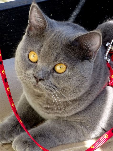 Pin By Michelle Sebesan On Zwierzęta Cat Breeds Chartreux Cat