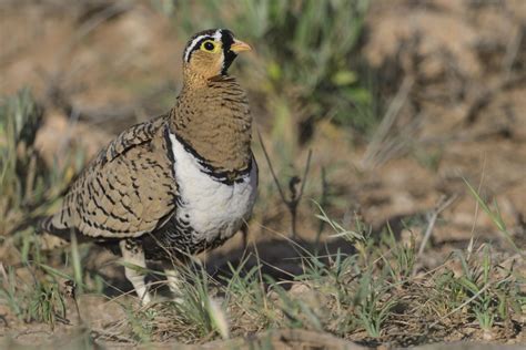 Black Faced Sandgrouse Holmen Birding Safaris