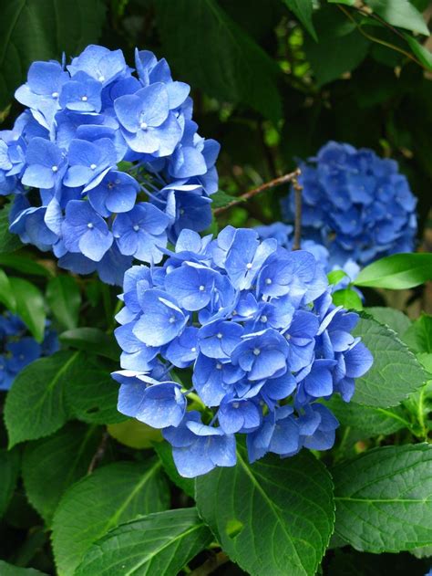 My Blue Hydrangea Beautiful Flowers Blue Hydrangea Lavender Flowers