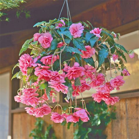 Begonia Bulbs For Sale Online Hanging Basket Pink Profusion Easy To