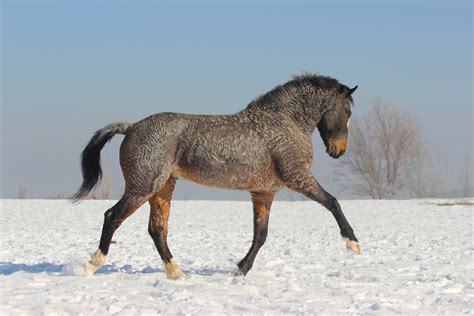 Here Are The Five Most Beautiful And Rare Horse Breeds In The World