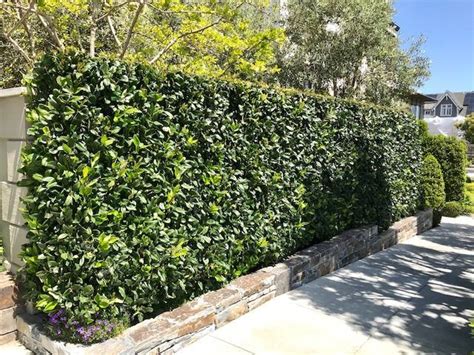 Small Garden 11 Best Hedges For Screening And Privacy Privacy Screen