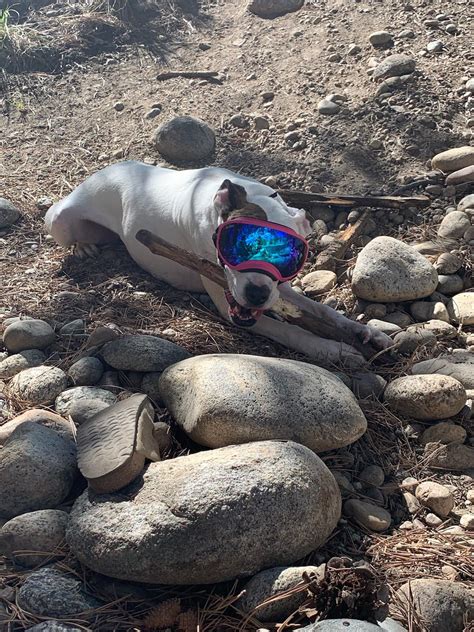 Psbattle Dog With Goggles Rphotoshopbattles