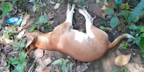 15 Stray Dogs Found Dead Poisoning Suspected Dogexpress