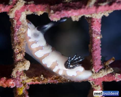 Meet The Tiniest Sea Bunny You Ever Did See Reef Builders The