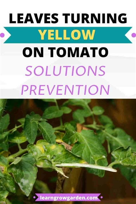 Tomato Plant Leaves Turning Yellow Causes And Solutions