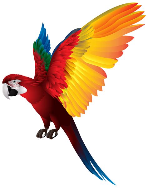 Real Parrot Clipart Clipground