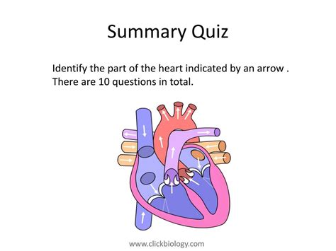 Ppt Heart Structure Powerpoint Presentation Free Download Id2649430
