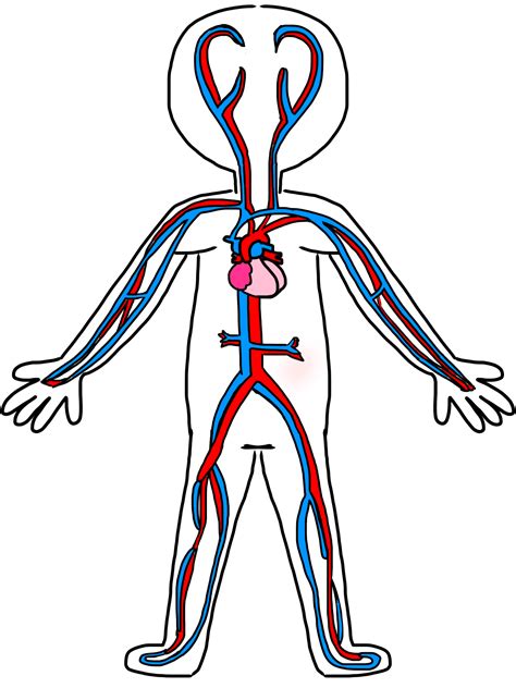 Human Body Diagram Clipart Clipart Best