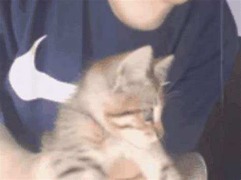 Quackity Quackityhq Gif Quackity Quackityhq Cat Discover Share