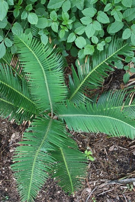 Learn About Dioon Edule Palma Sola Palma Sola Mexican Sago Palm