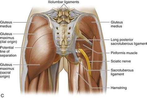 Other pelvic muscles, such as the psoas major and iliacus, serve as flexors of the trunk and thigh at the hip joint. Soft Tissue Pathology: Bursal, Tendon, and Muscle Diseases ...
