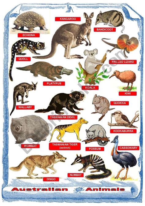 Australian Animals Poster