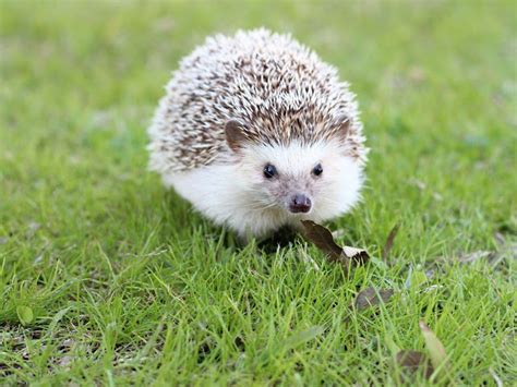 + Dunia Binatang Kawin, Sketsa Populer!