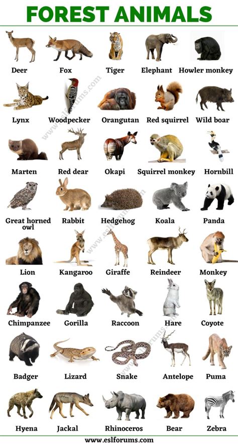 Forest Animals With Names