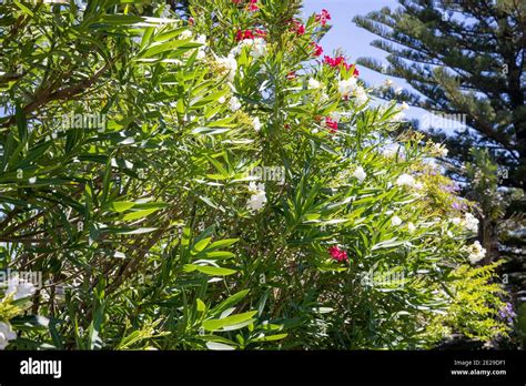 Oleander Bushes Shrubs With Red And White Flowers In Bloom In Sydney