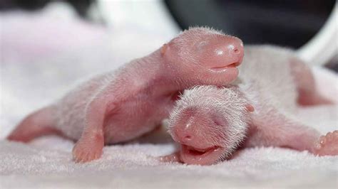 2019s World First Captive Bred Panda Twins Born In China Cgtn