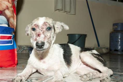 Sarna Sarcóptica En Perros Síntomas Y Tratamiento Con Fotos