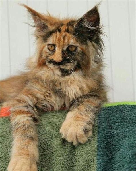 The maine coon cat is one of the largest domesticated breeds of felines. Maine Coon Kittens Near Me Pa