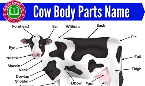 Cow Body Part Names In English With Diagram