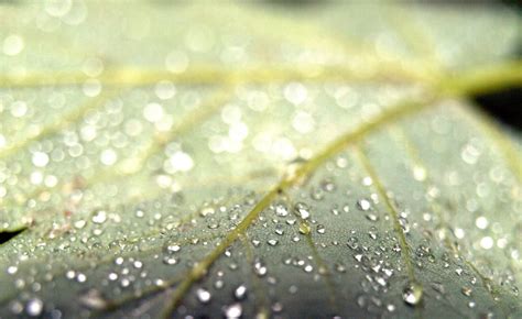 Photography Macro Plants Leaves Water Drops Wallpaper Coolwallpapersme