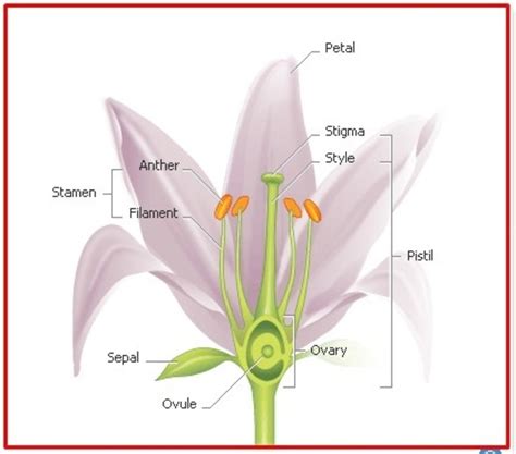 Parts Of Angiosperm Its Importance And General Characteristics Hubpages