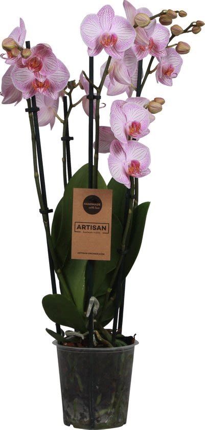 Orchidee Phalaenopsis 5 Tak Roze Bol