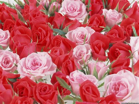 Desktop Wallpapers Flowers Backgrounds Red And Pink Roses