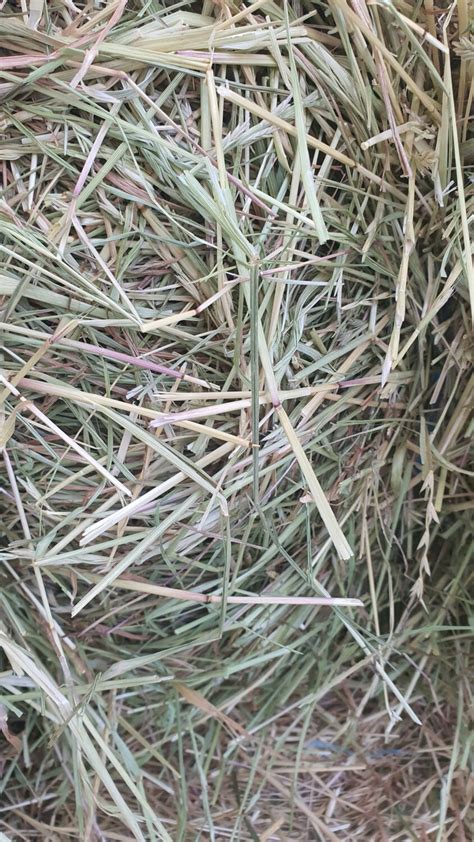 Meadow Rye Grass Hay 1 Kg