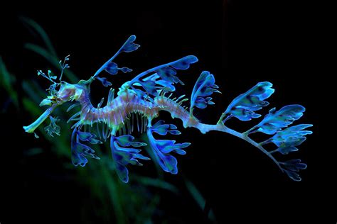 Leafy Sea Dragon Phycodurus Eques By ☁ ♥