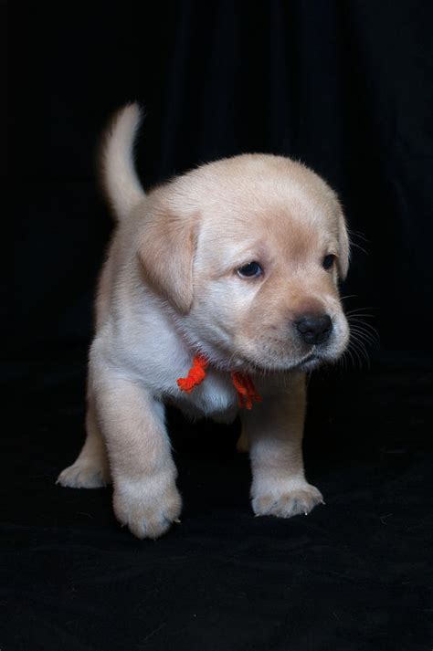 He was a licker but changed to a nipper. 4 Week Old Lab Puppy Photograph by Photos By Cassandra