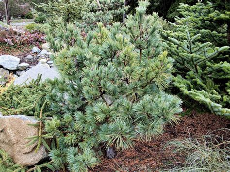 Pinus Strobus Connecticut Slate Eastern White Pine Conifer Kingdom