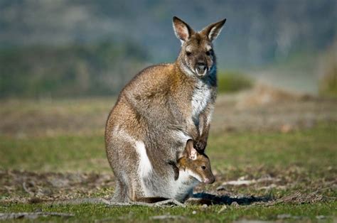 Australia Wildlife Ecosystems Diversity Britannica