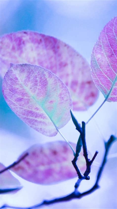 Free Download Cute Purple Leaves Hd Wallpaper For Iphone Iphone
