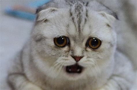 Little P Is The Most Adorably Sad Cat Of Instagram