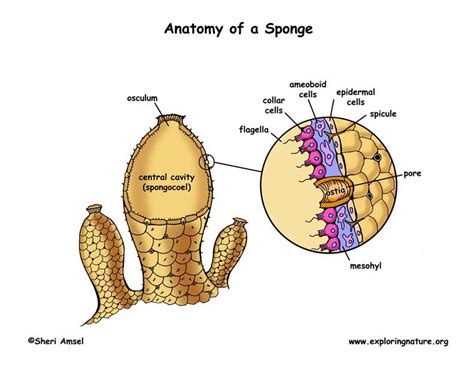 Pores, central cavity, spicules, 3. Phylum - Porifera (Sponges)