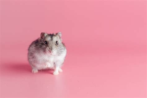 Premium Photo Hamster On A Pink Background With Copy Space