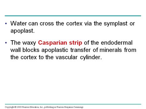 Bulk Flow Driven By Negative Pressure In The Xylem