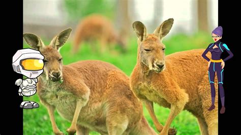 Four kids and it movie free online. All About Kangaroos: A kids Picture Book About Kangaroos ...