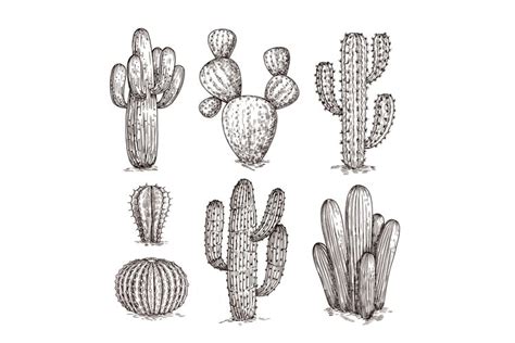 Hand Drawn Cactus Western Desert Cacti Mexican 1027548