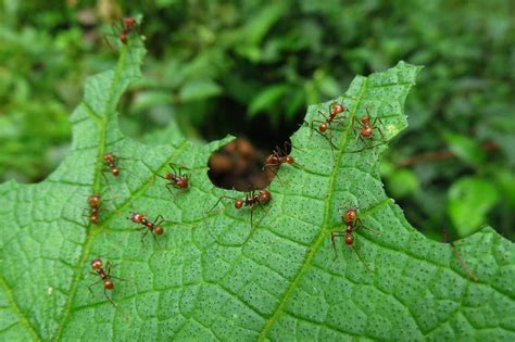 Leafcutter Ant Facts Amazing Rainforest Animals Whitehawk Birding