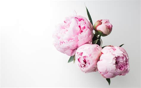 Peony Computer Wallpapers Wallpaper Cave