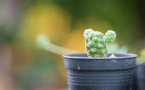 Cactus Macro Shot Stock Photo Image Of Gardens Plant 59259600